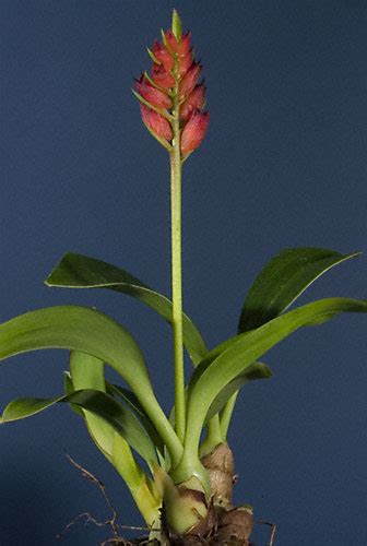 cultivar photo cryptochilus sanguineus