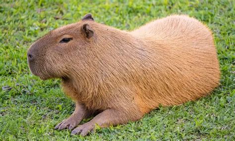 16 Animals That Look Like Beavers with Pictures