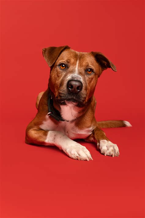 Dog for adoption - Gus, a Labrador Retriever Mix in los angeles, CA | Petfinder