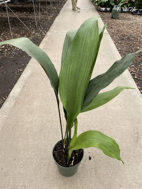 Aspidistra – Tri State Foliage