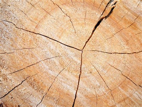 tree stump texture stock photo image  lumber texture