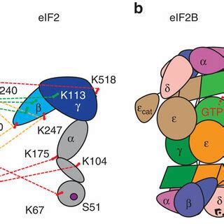 homology model  yeast eifb subunits  identified cross links