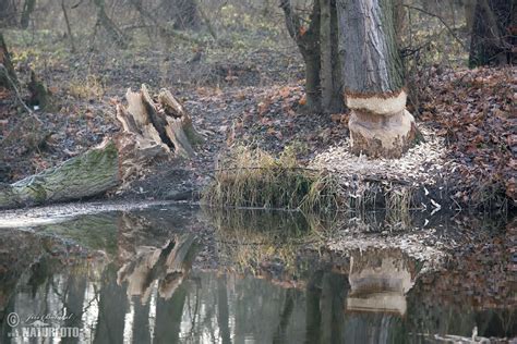 Bobří hráz | Naturfoto.cz