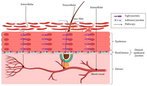 Current Development of Chemical Penetration Enhancers for Transdermal