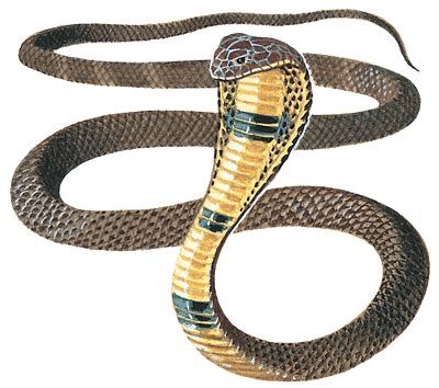 Cobra Information and Gallery