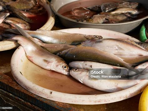 ikan bandeng  pasar ikan tradisional indonesia jenis ikan