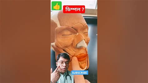 dimple medical medicalknowledge anatomy youtube