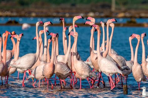 Vídeo - Os Flamingos estão pela primeira vez a nidificar em Portugal ...