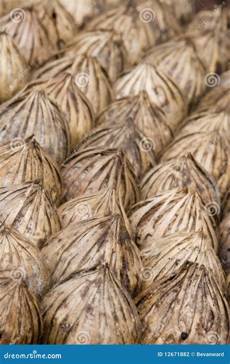 Palm Tree Seeds Stock Photography - Image: 12671882