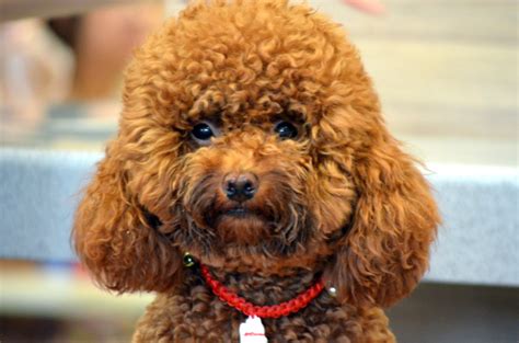 Cute Poodle Free Stock Photo - Public Domain Pictures