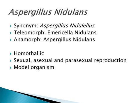 PPT - Aspergillus Nidulans PowerPoint Presentation, free download - ID ...