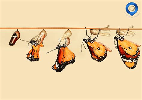 Embarking on the Journey of Physical Transformation: A Multifaceted Odyssey