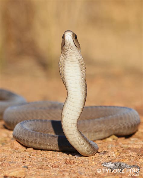 Snakes of Southern Africa | Dendroaspis polylepis - Black Mamba | Facebook