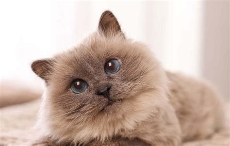 Birman Breed Profile: Things to Know Before Adopting a Birman