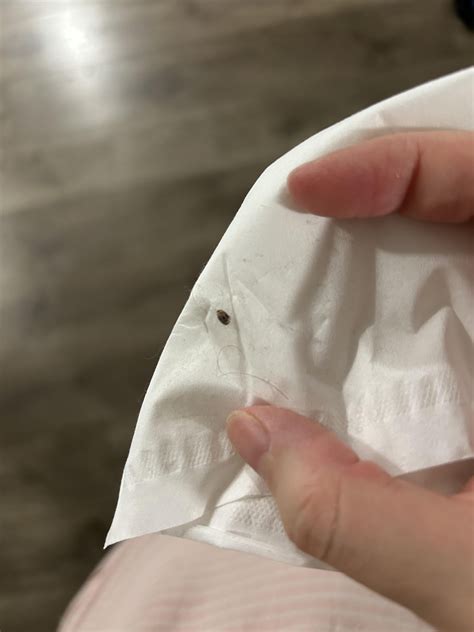 How to move without carpet beetles.. : r/pestcontrol