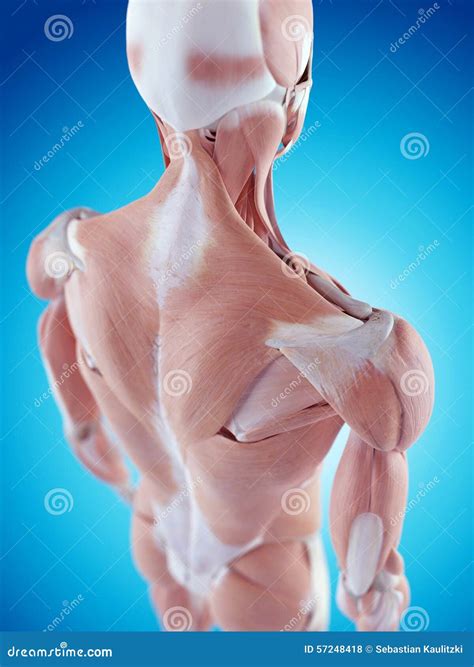 Shoulder And Trapezius Muscle Pain Royalty-Free Stock Image