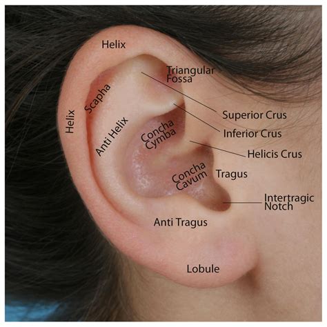 Anatomy and Analysis of the Ear | Dr. Shah