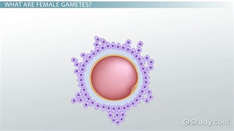 Female Gamete: Production & Definition - Video & Lesson Transcript | Study.com