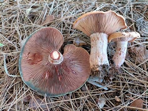 Lactarius vinosus – Asociación Micológica Mairei