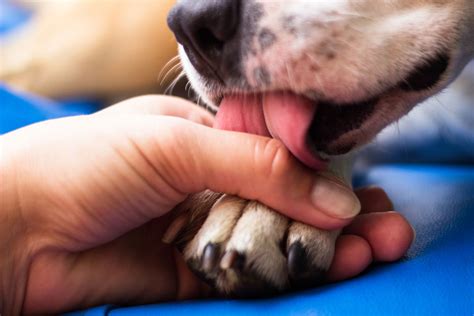 how to stop dog from chewing paws
