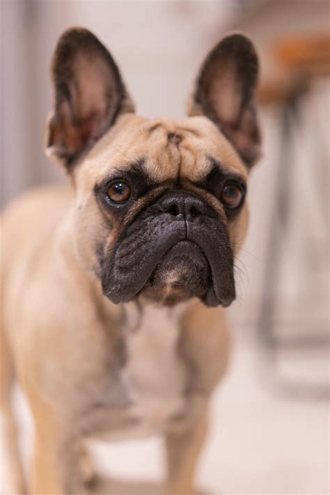 French Bulldog - Thornlands - PetsForHomes