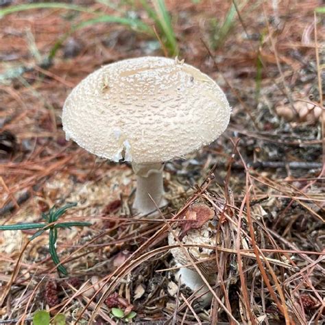 amanita crenulata amanita crenulata picture mushroom