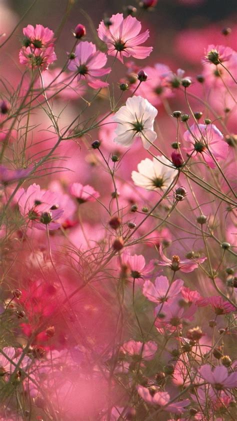 nature flowers wallpapers  hd backgrounds  wallpaperbat