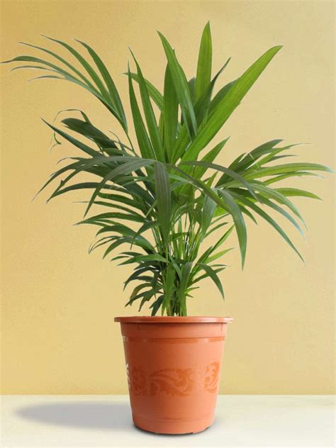 Buy Areca Palm Online at Greenkin | (X-Large Plant)
