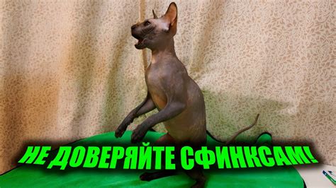 Сфинксы кошки хитрые и умные. - YouTube