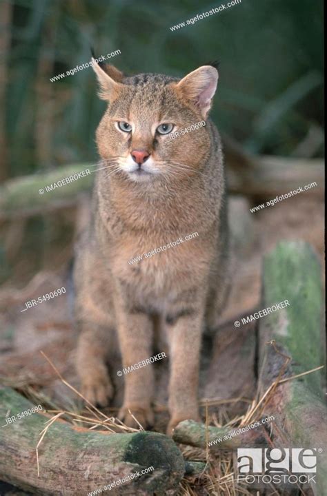 Jungle cat (Felis chaus), Stock Photo, Picture And Rights Managed Image ...