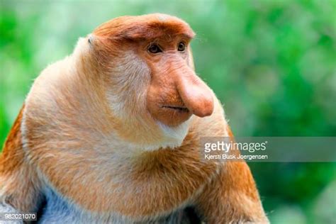 3,110 Proboscis Stock Photos, High-Res Pictures, and Images - Getty Images