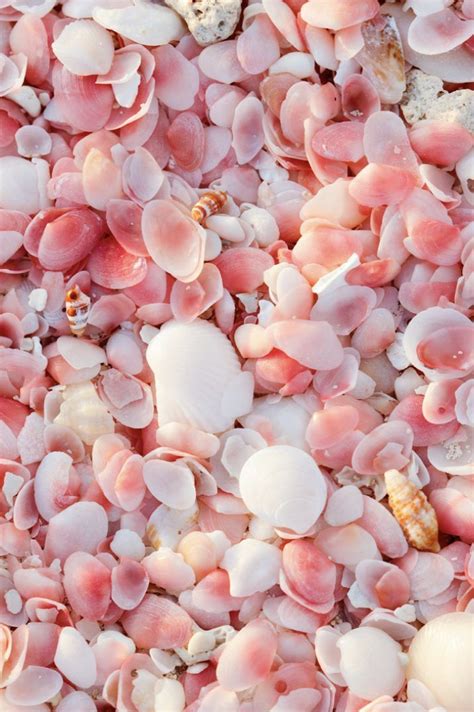 Pink shells aesthetic wallpaper | Beach wallpaper, Beach wallpaper ...