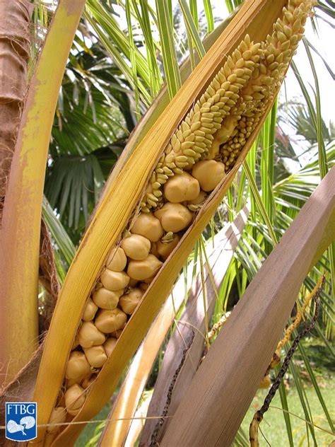 Cocos nucifera | Palm ID