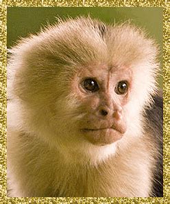 robot monkeys | Tag | PrimoGIF
