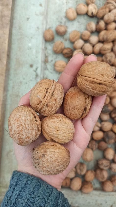 Горіхи / Грецькі горіхи / Цілі горіхи: 25 грн. - Продукти харчування ...