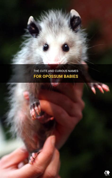 The Cute And Curious Names For Opossum Babies | PetShun