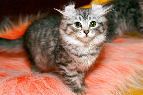 Самые дорогие породы кошек в мире ТОП 10 — Pet-Mir.ru