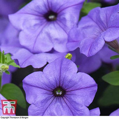 Petunia 'Evening Scentsation' | Thompson & Morgan