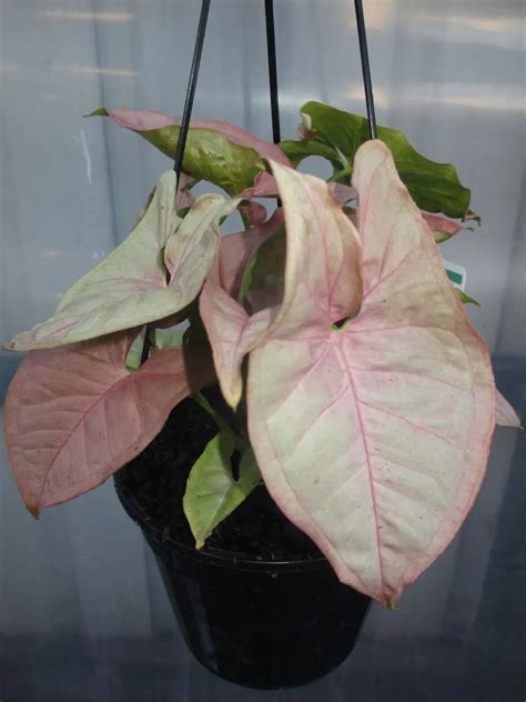 Syngonium Neon Pink - A&J Garden Nursery
