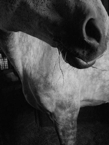 Lamanšs cēlais / Lamanche the noble | strupaste | Flickr