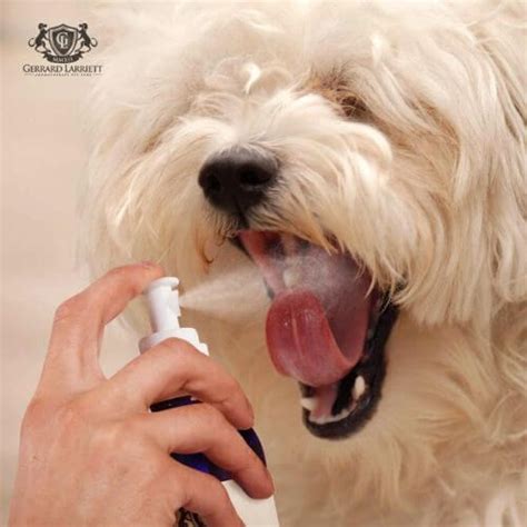 Get Close Up With the Best Dog Breath Freshener