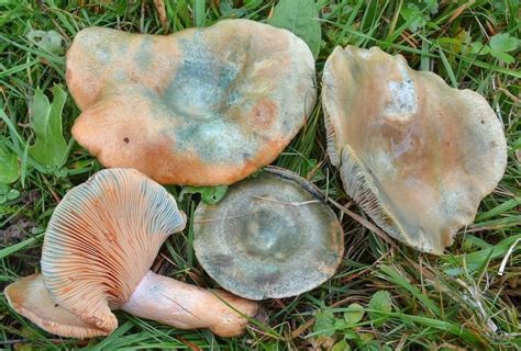 Lactarius semisanguifluus: The Ultimate Mushroom Guide