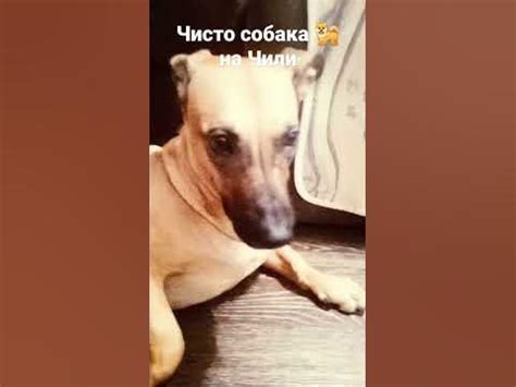моя собака на Чили )))))) - YouTube
