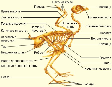 Скелет и мускулатура птиц