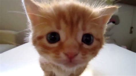 Котенок отчаянно мяукает - YouTube