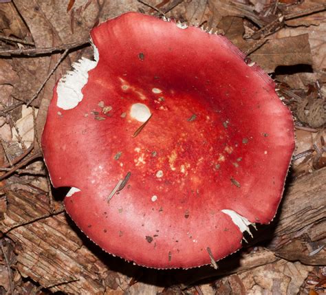 Russula sanguinea (Rosy russula)