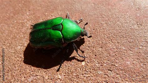 Scarabeo Stock Photo | Adobe Stock