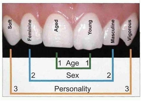 Pin by Sarah Mason on Neato :)) | Dental hygenist, Dental anatomy, Dental