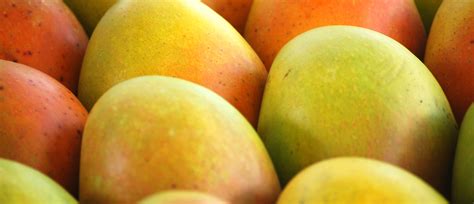 Mangoes - Theayurveda