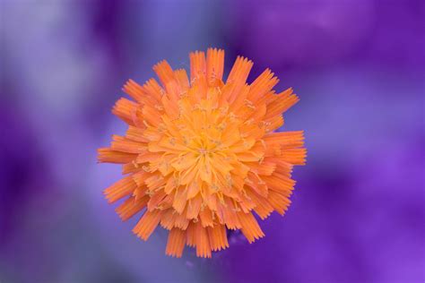 Annabelle+Flowers+Strips+For+Son Photos, Download The BEST Free